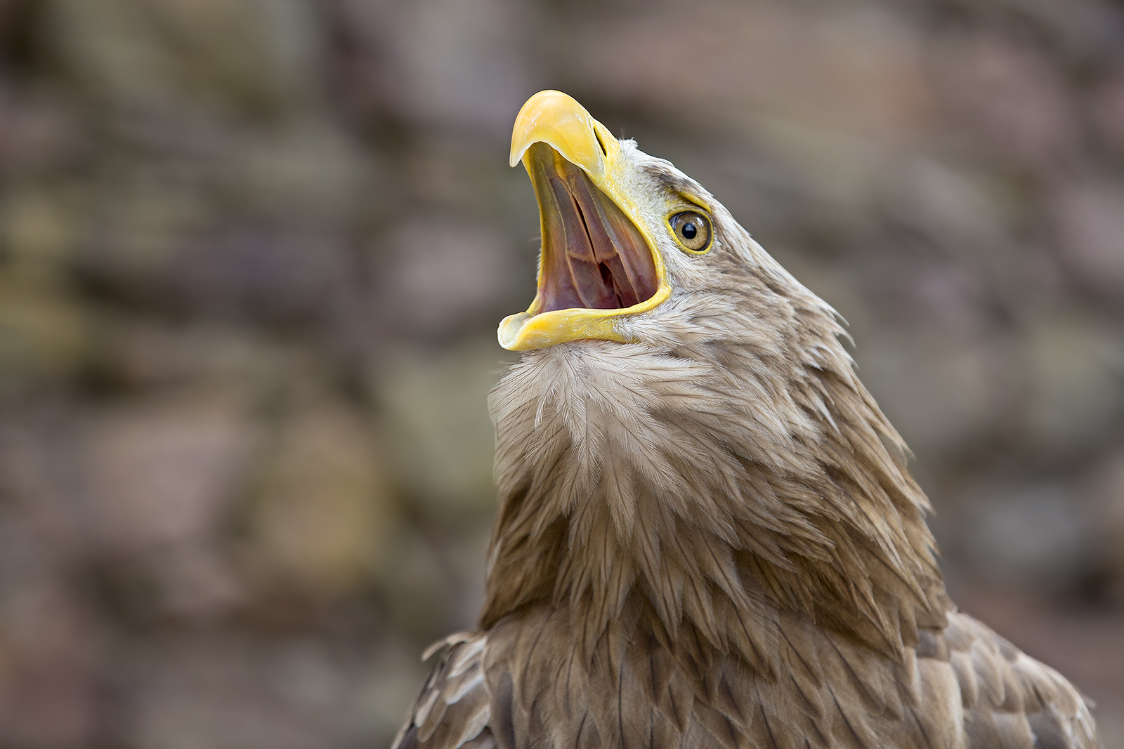 Kreischender Seeadler