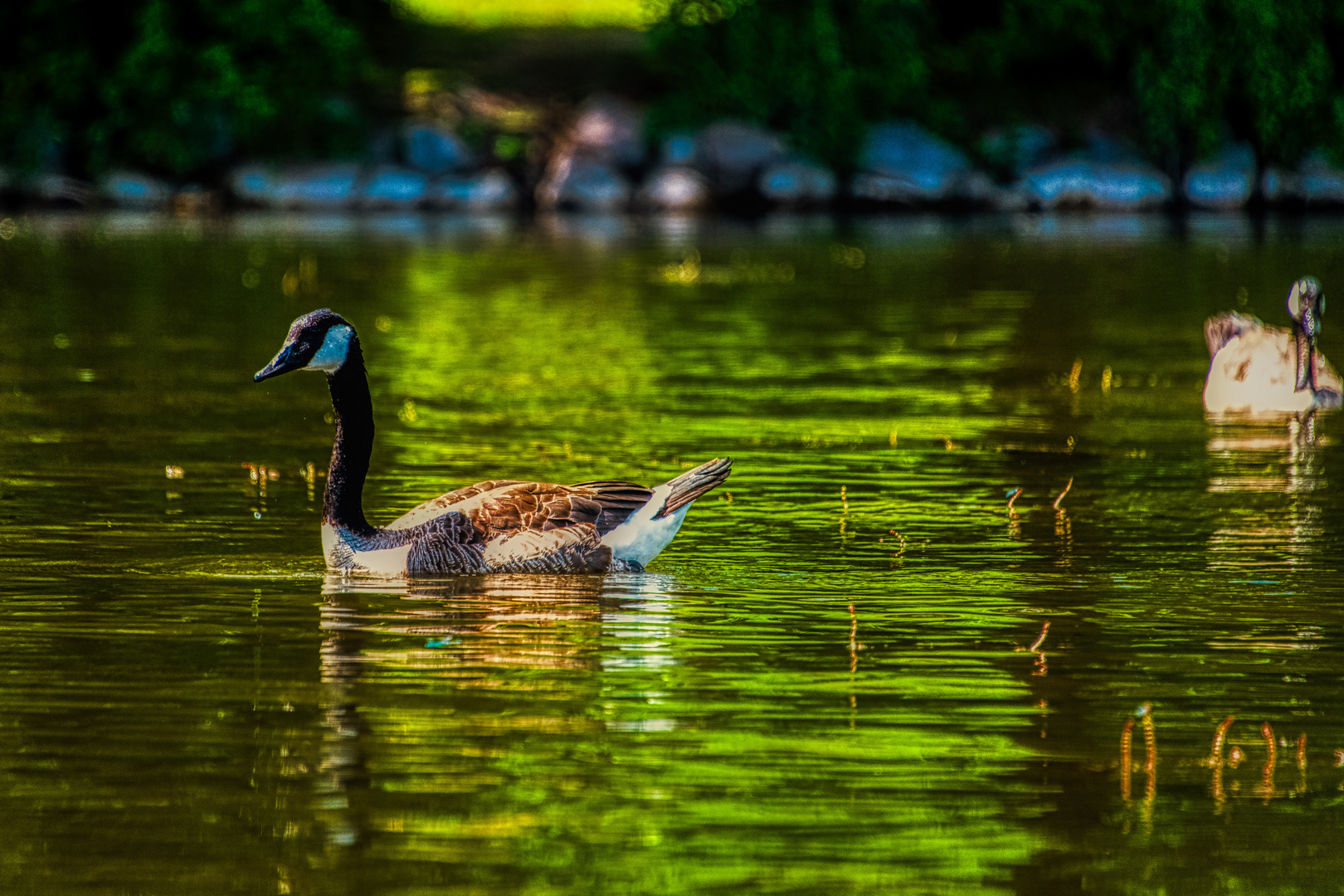 Kreise drehen im See