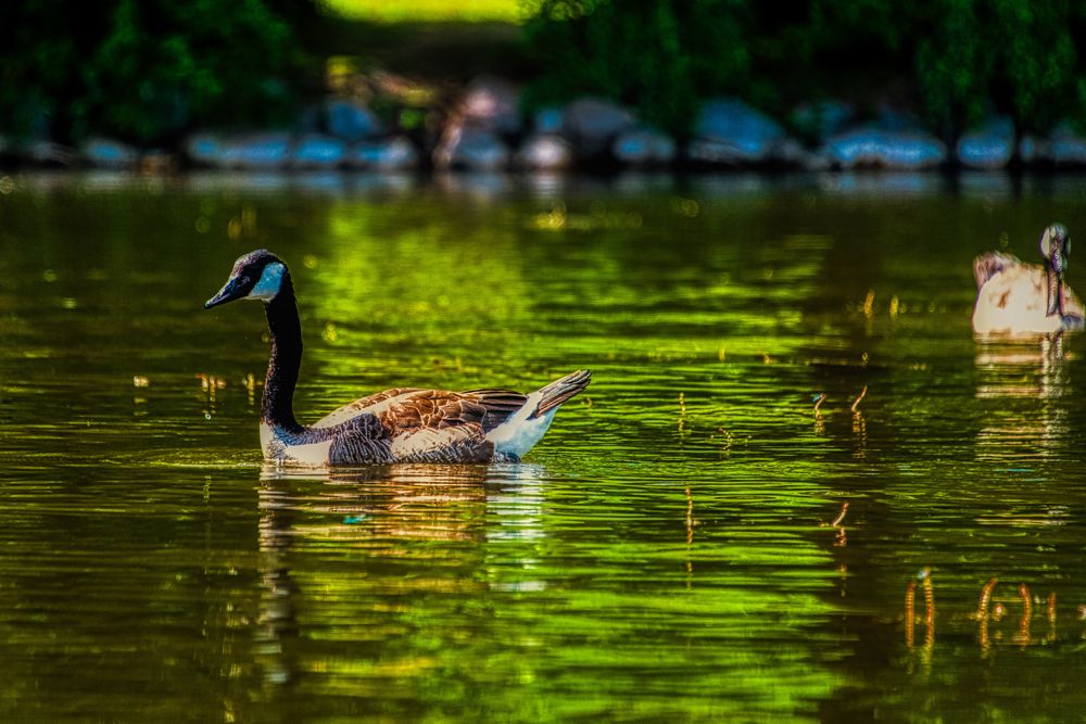 Kreise drehen im See