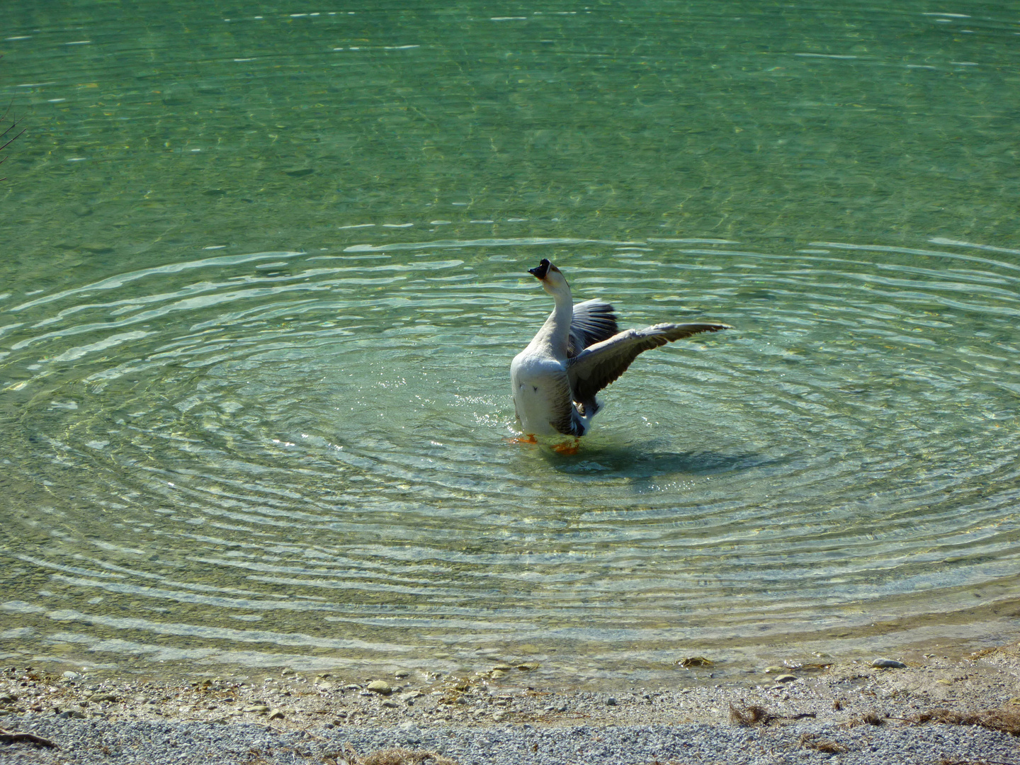 Kreise im Wasser...