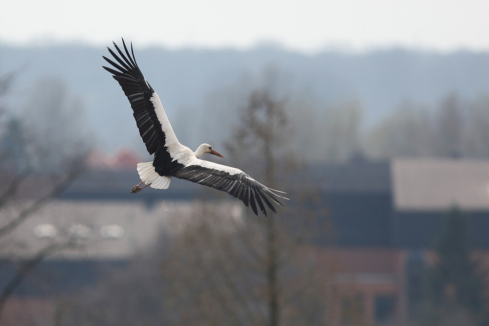 Kreise um das Nest