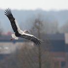 Kreise um das Nest