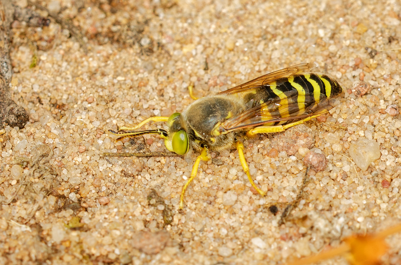 Kreisel-Wespe (Bembix rostrata)