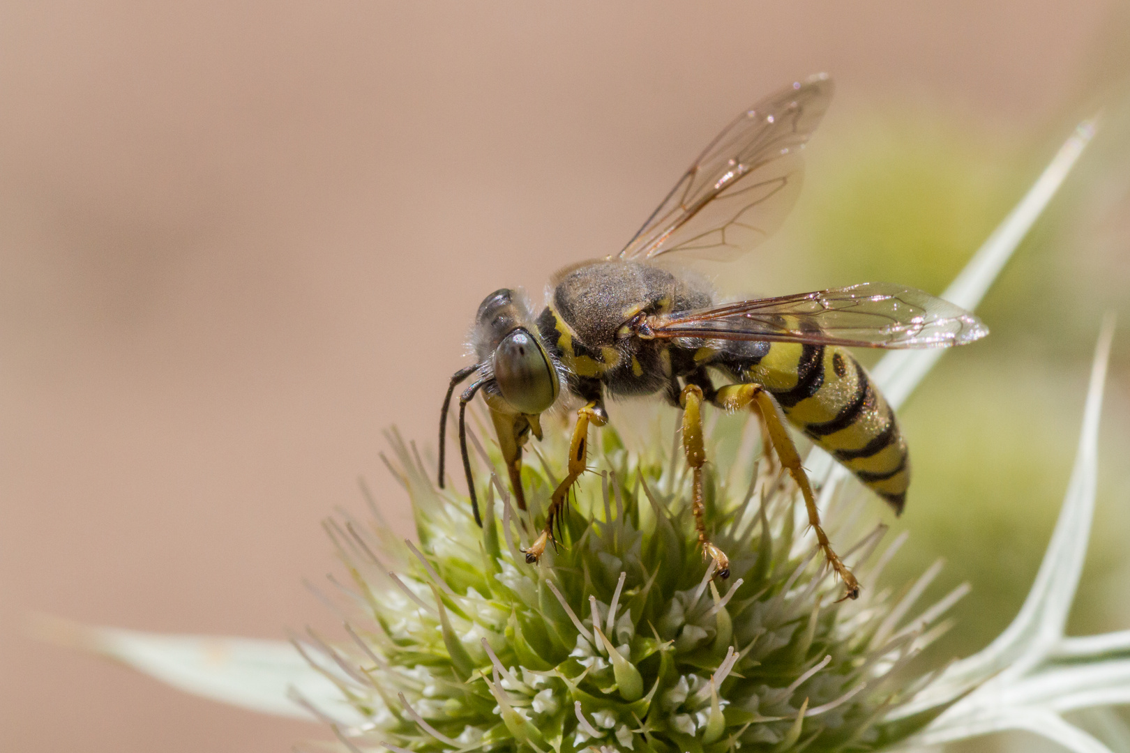 Kreiselwespe Abfangjäger Foto & Bild tiere, wildlife, insekten