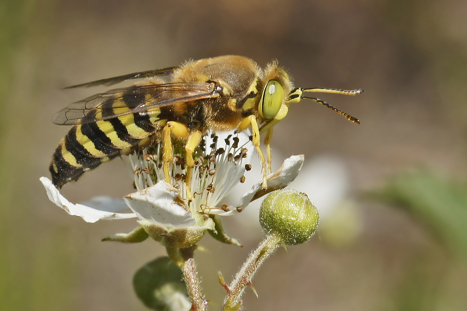 Kreiselwespe (Bembix rostrata)