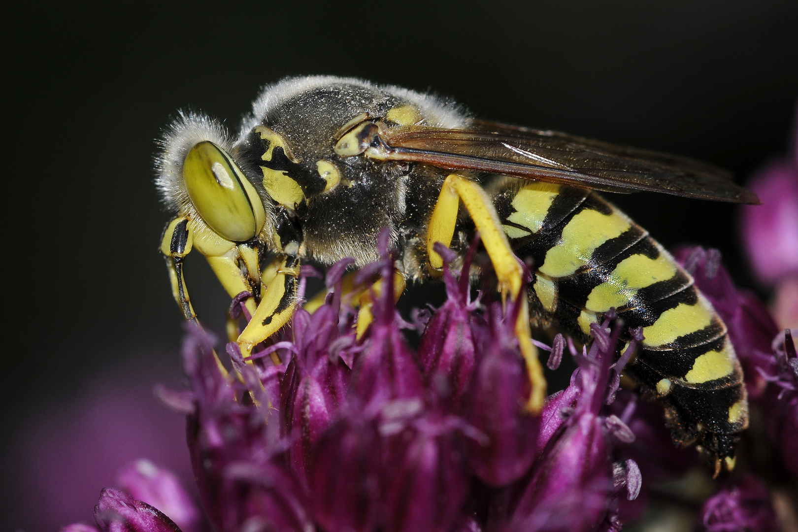 Kreiselwespe - Bembix rostrata