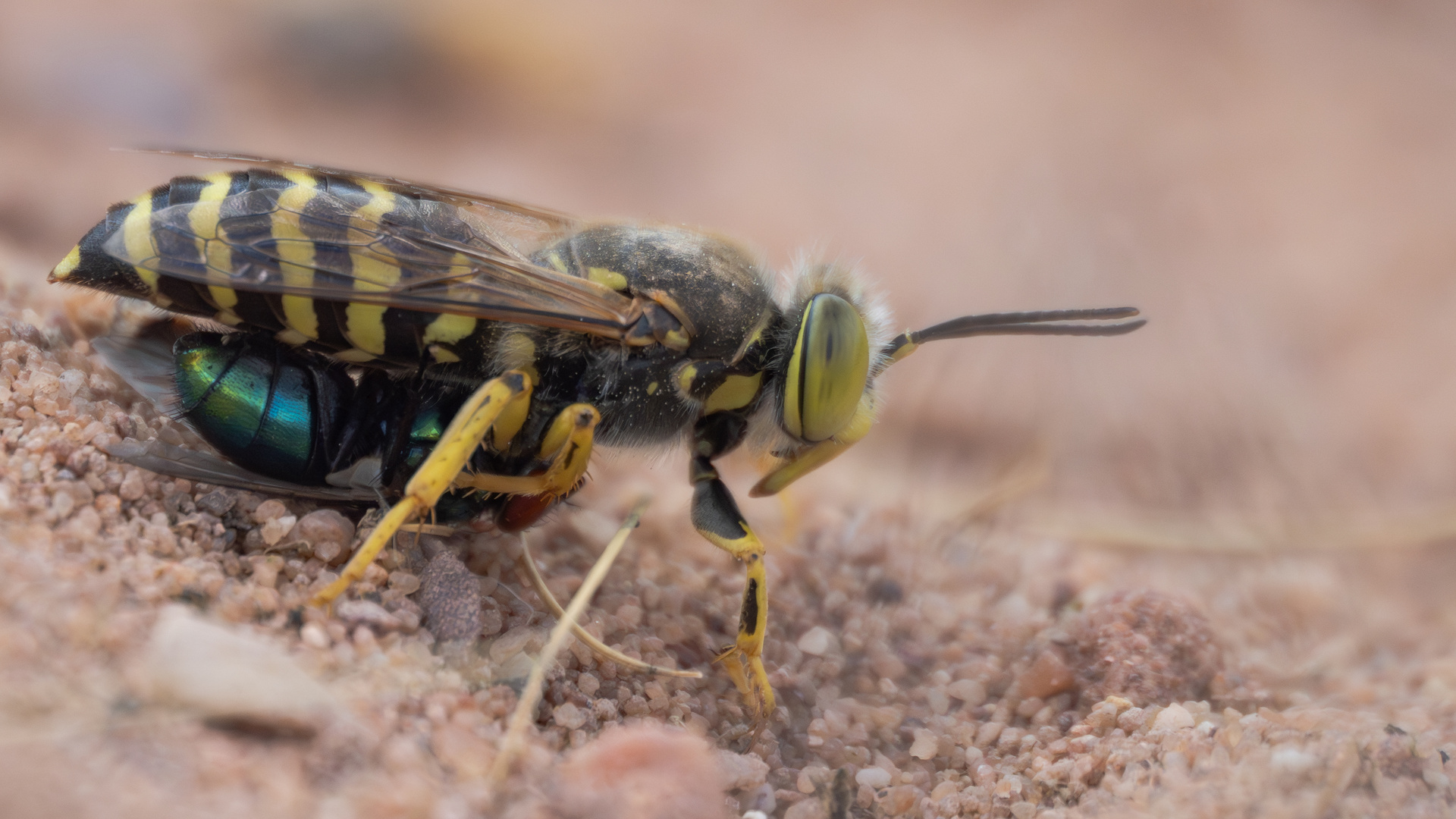 Kreiselwespe (Bembix rostrata)