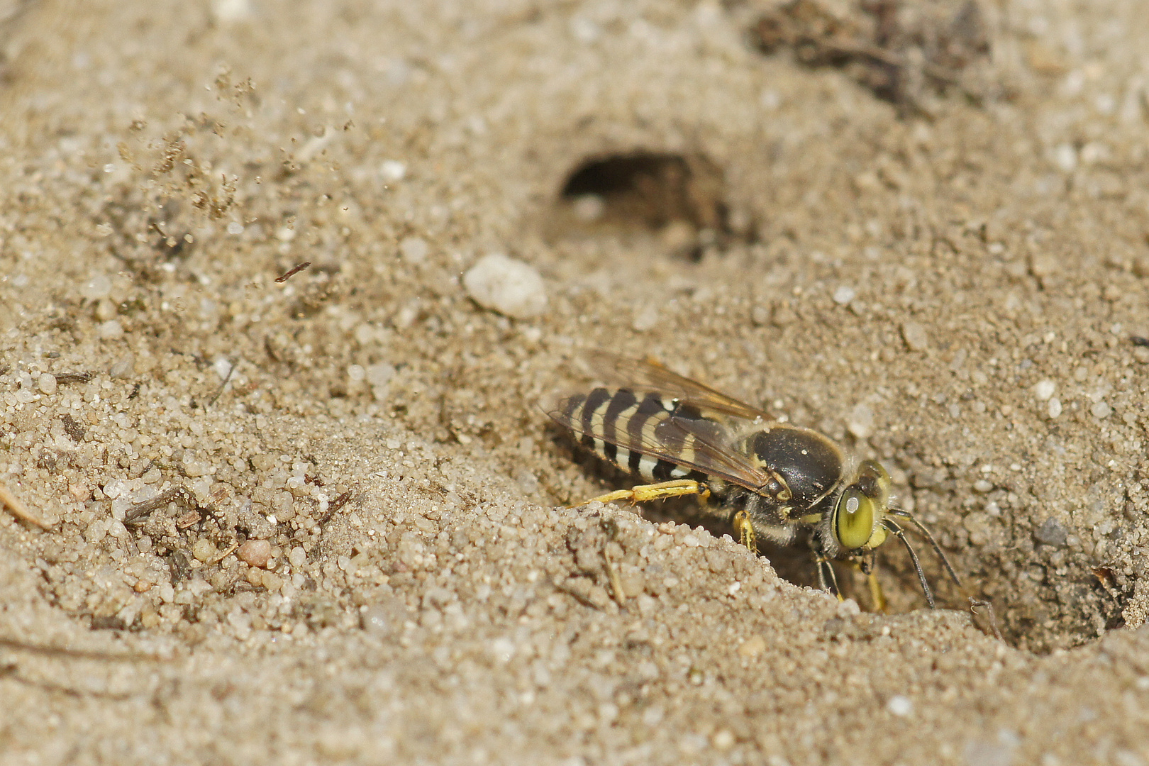 Kreiselwespe (Bembix rostrata) bei der Arbeit ....