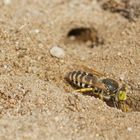 Kreiselwespe (Bembix rostrata) bei der Arbeit ....