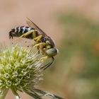 Kreiselwespe: Wie ein Insektenportrait aus einem alten Comic.