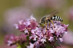 Kreiselwespen: Die Schnell-Schlürfer 02