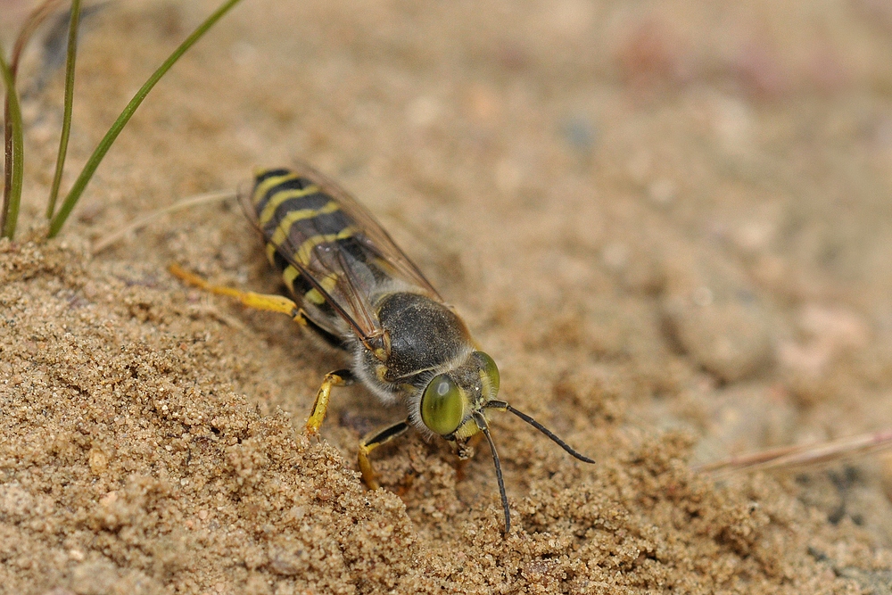 Kreiselwespen: Endlich sind sie wieder da 01