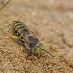 Kreiselwespen: Endlich sind sie wieder da 01