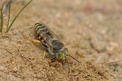 Kreiselwespen: Endlich sind sie wieder da 01