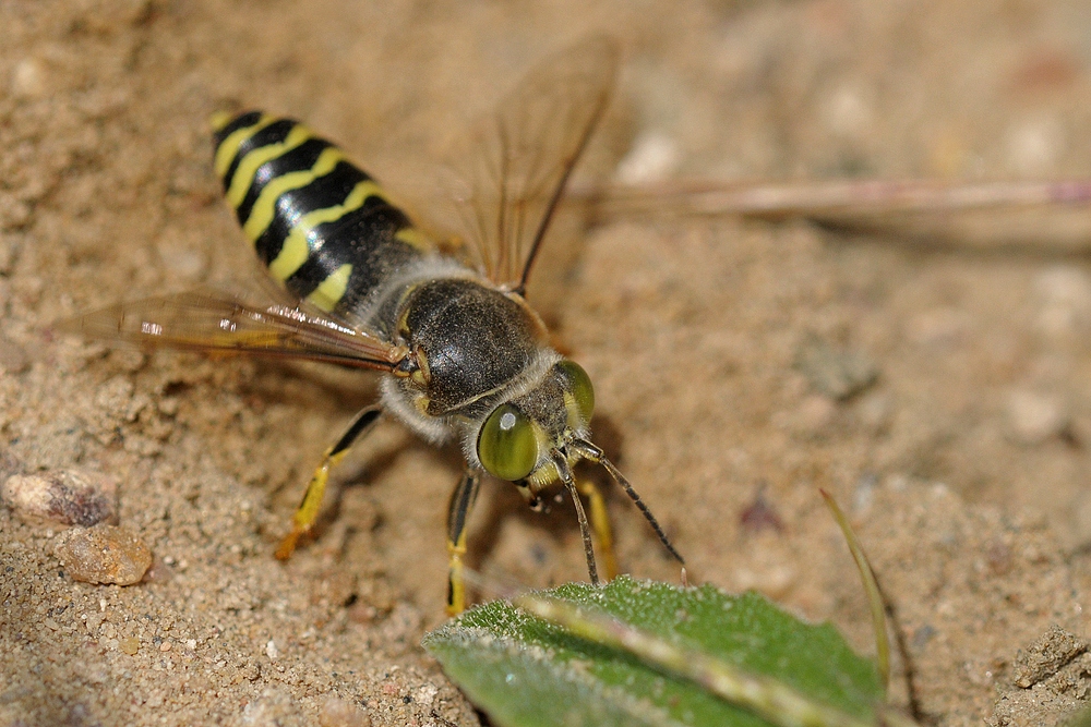 Kreiselwespen: Endlich sind sie wieder da 02