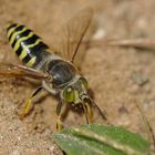 Kreiselwespen: Endlich sind sie wieder da 02