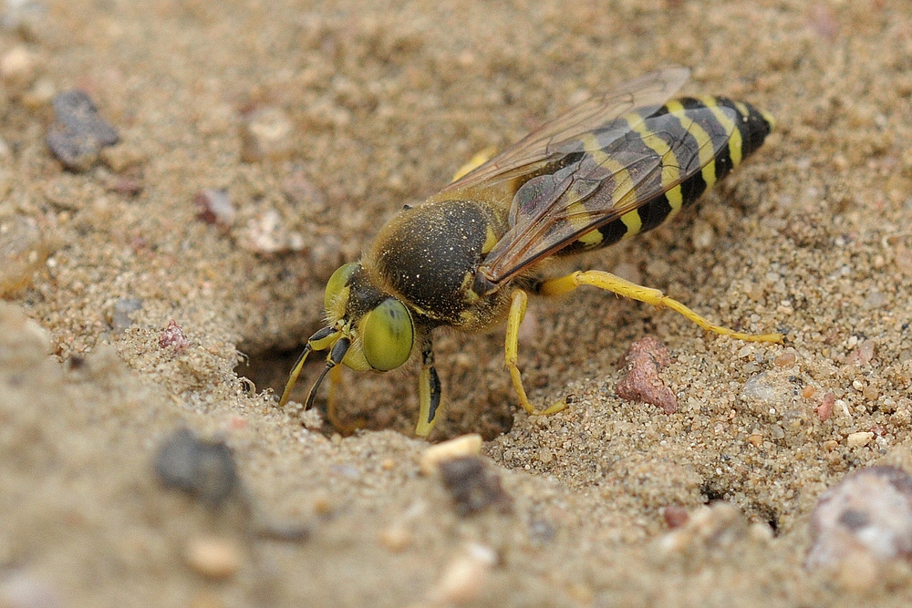 Kreiselwespen: Endlich sind sie wieder da 03