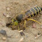 Kreiselwespen: Endlich sind sie wieder da 03