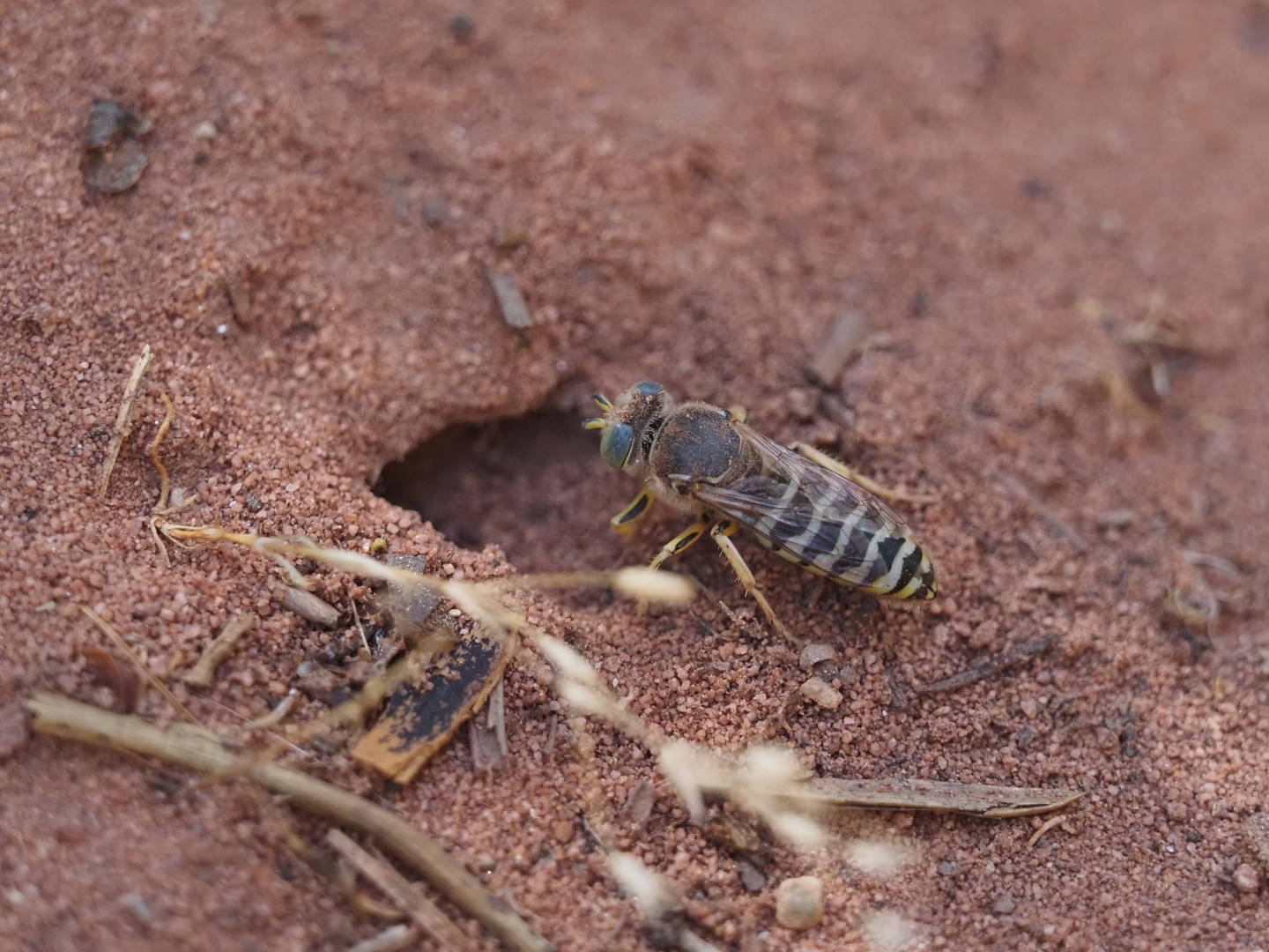 Kreiselwespen-Männchen am Schlafnest, selbstgegraben