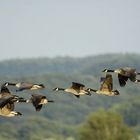 Kreisen über dem Landeplatz....