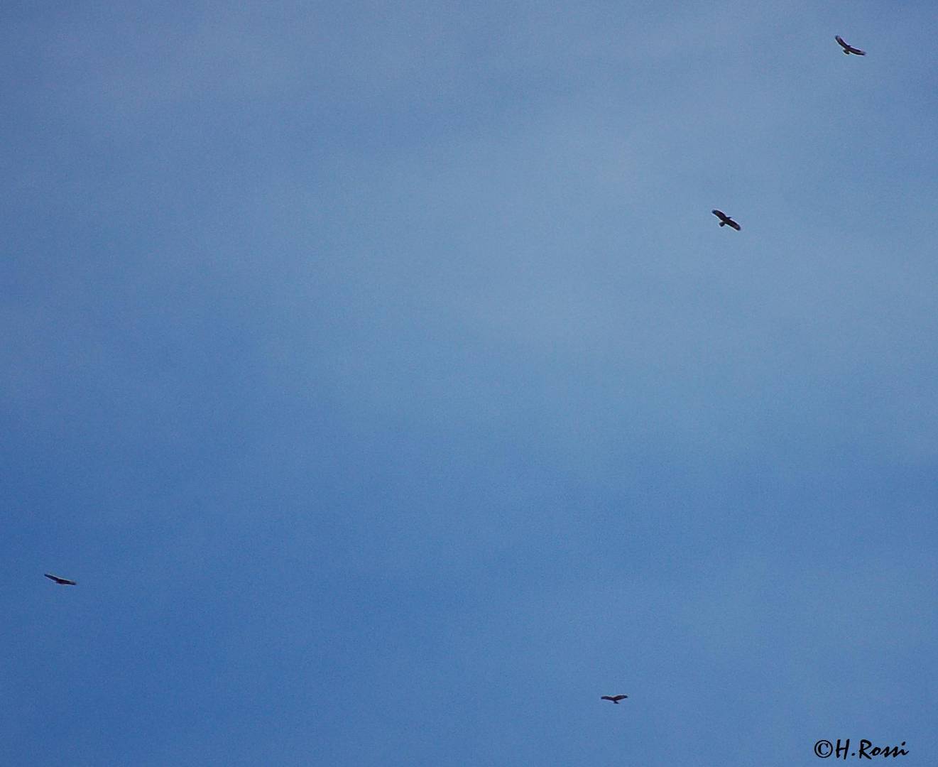 kreisende Steinadler über Kitzbühel