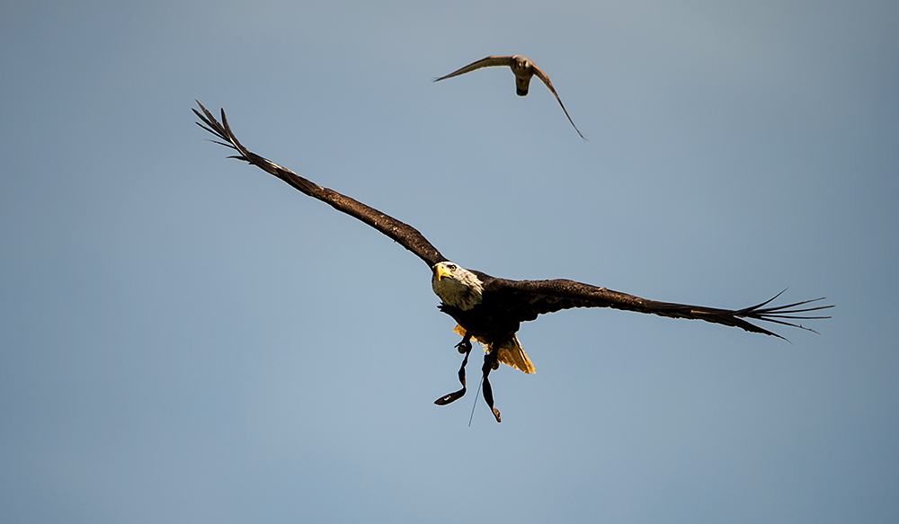 kreisender Adler