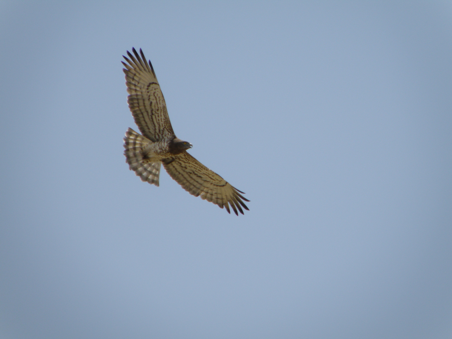 kreisender Adler