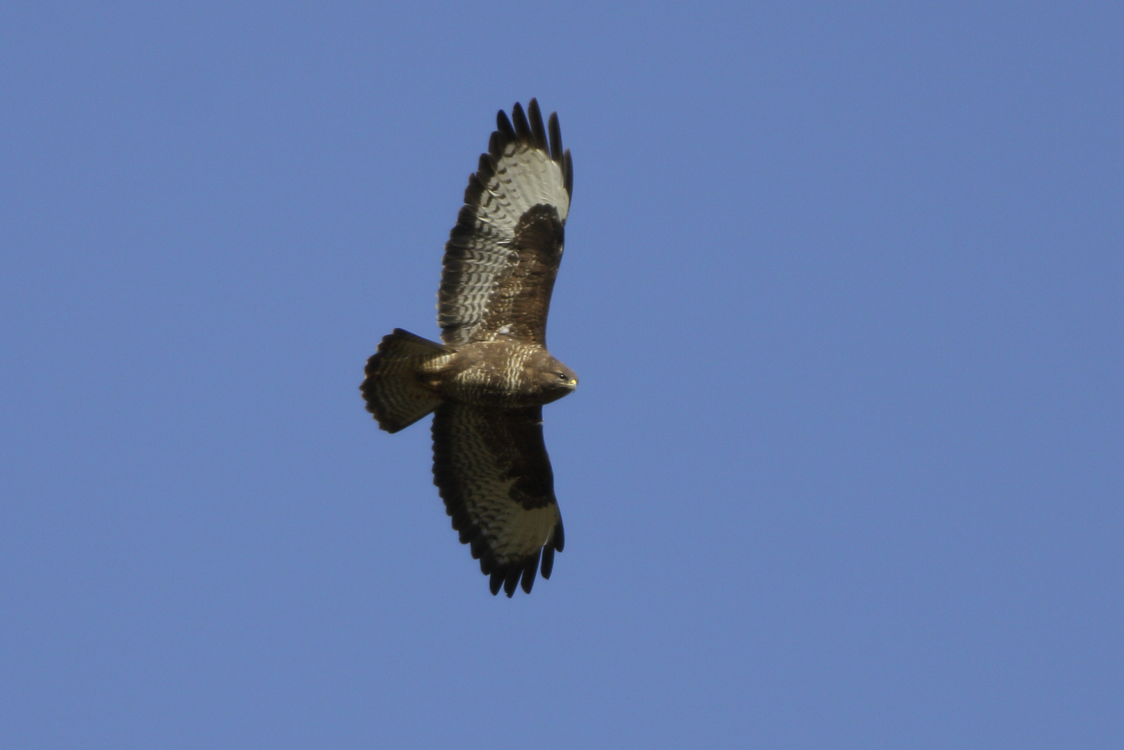 kreisender Bussard