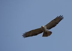 Kreisender Mäusebussard