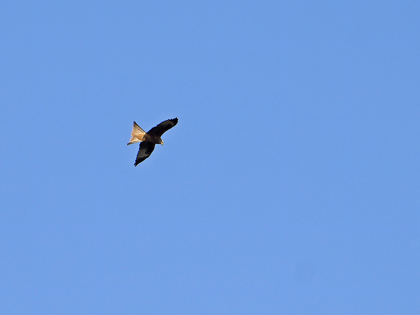 Kreisender Raubvogel (roter Milan) während meiner Fahrradrunde.