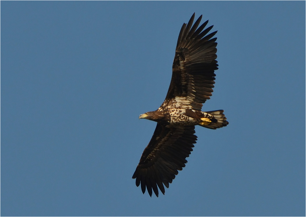 Kreisender Seeadler