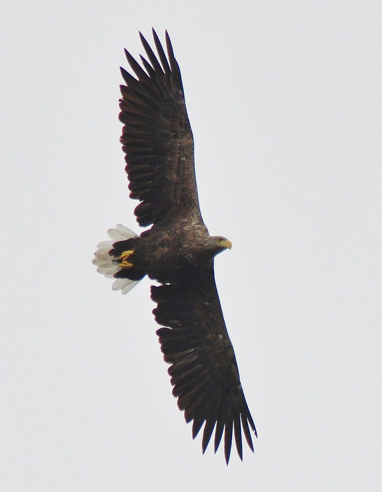 Kreisender Seeadler