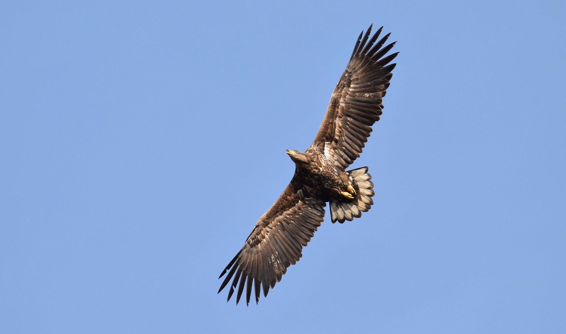 Kreisender Seeadler