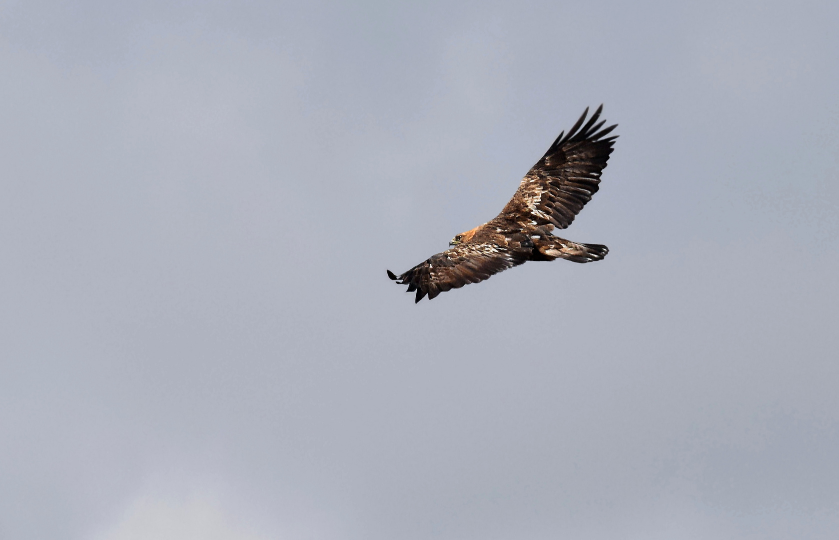 Kreisender Steinadler