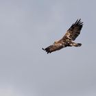 Kreisender Steinadler