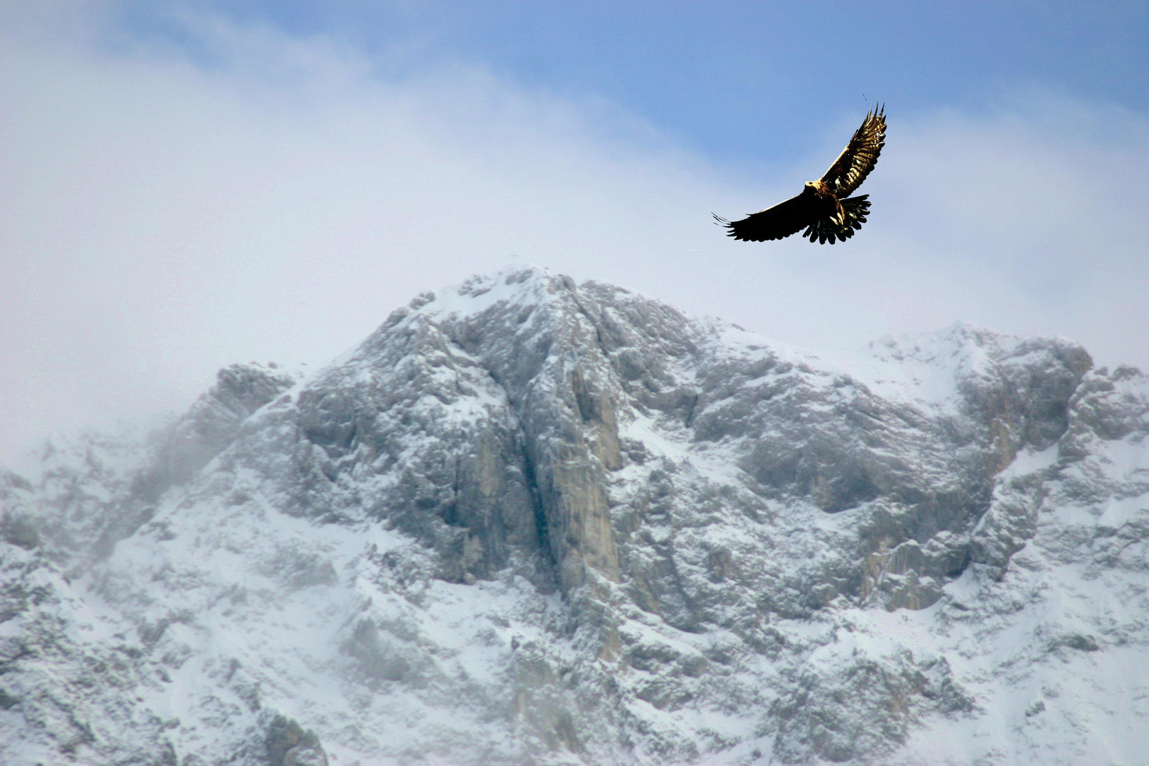 Kreisender Steinadler