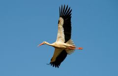 Kreisender Storch