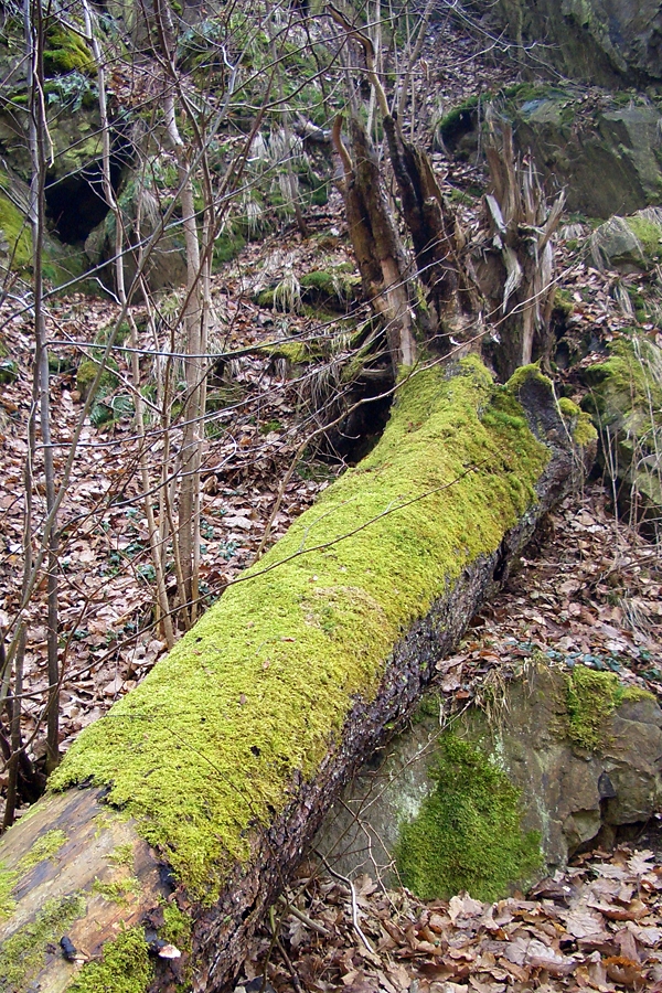 Kreislauf der Natur