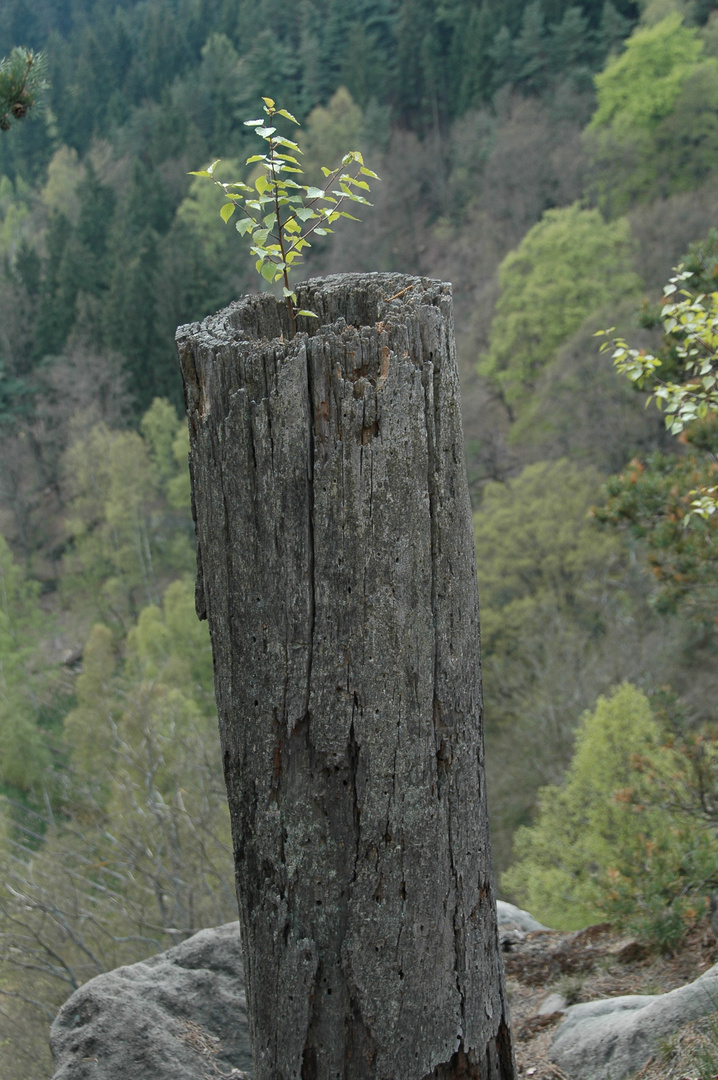 Kreislauf der Natur