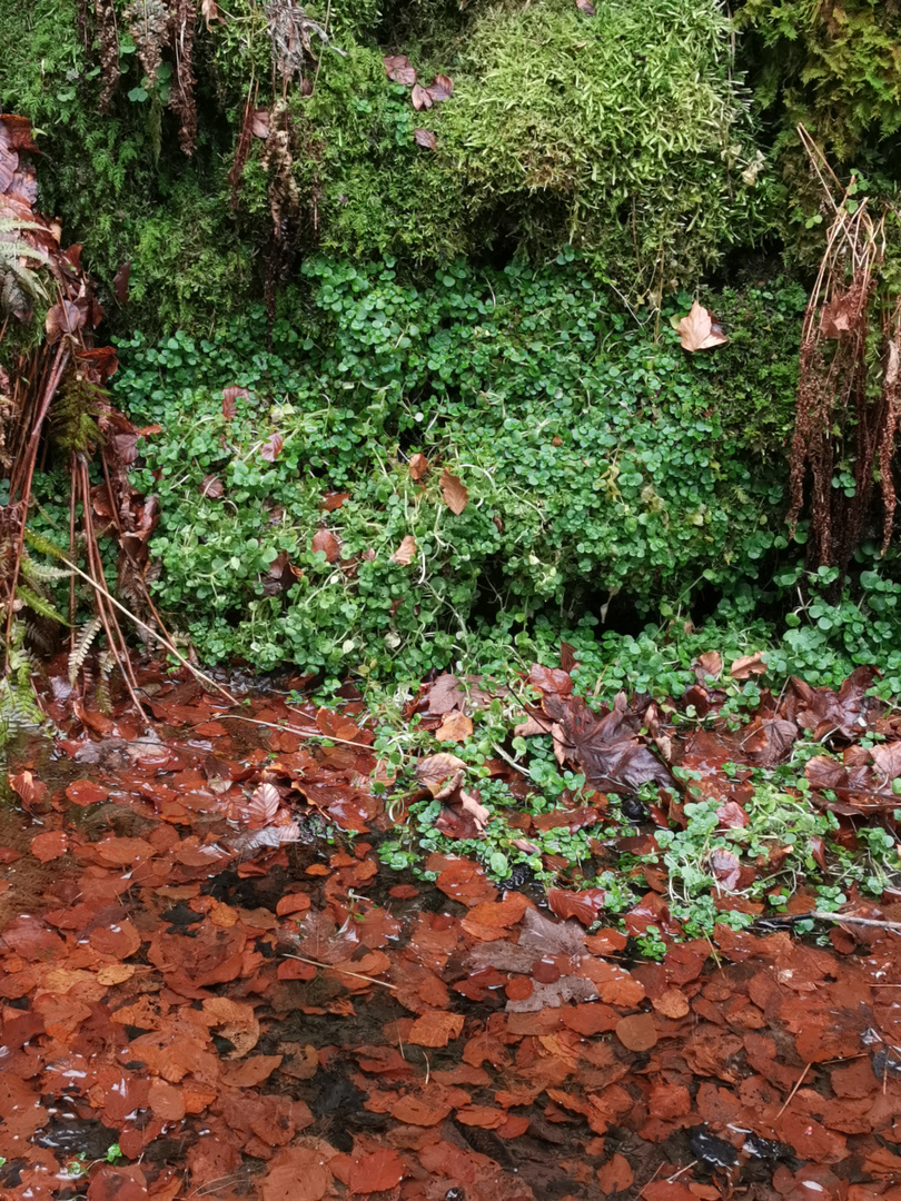 Kreislauf der Natur