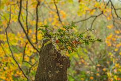 Kreislauf der Natur