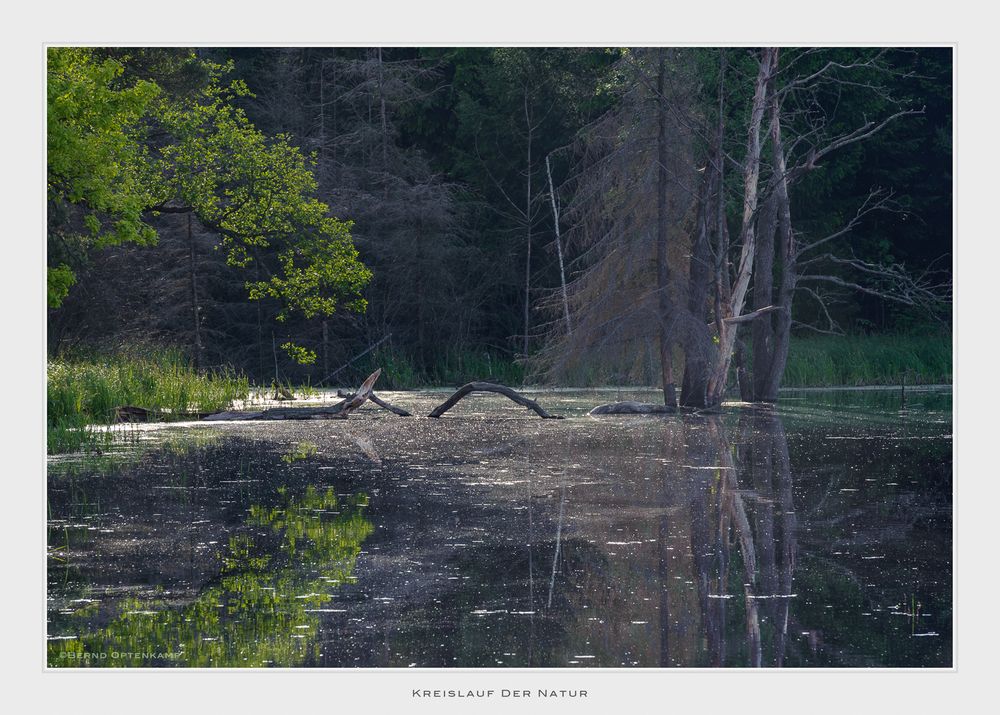 Kreislauf Der Natur