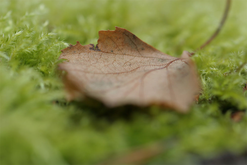 Kreislauf der Natur