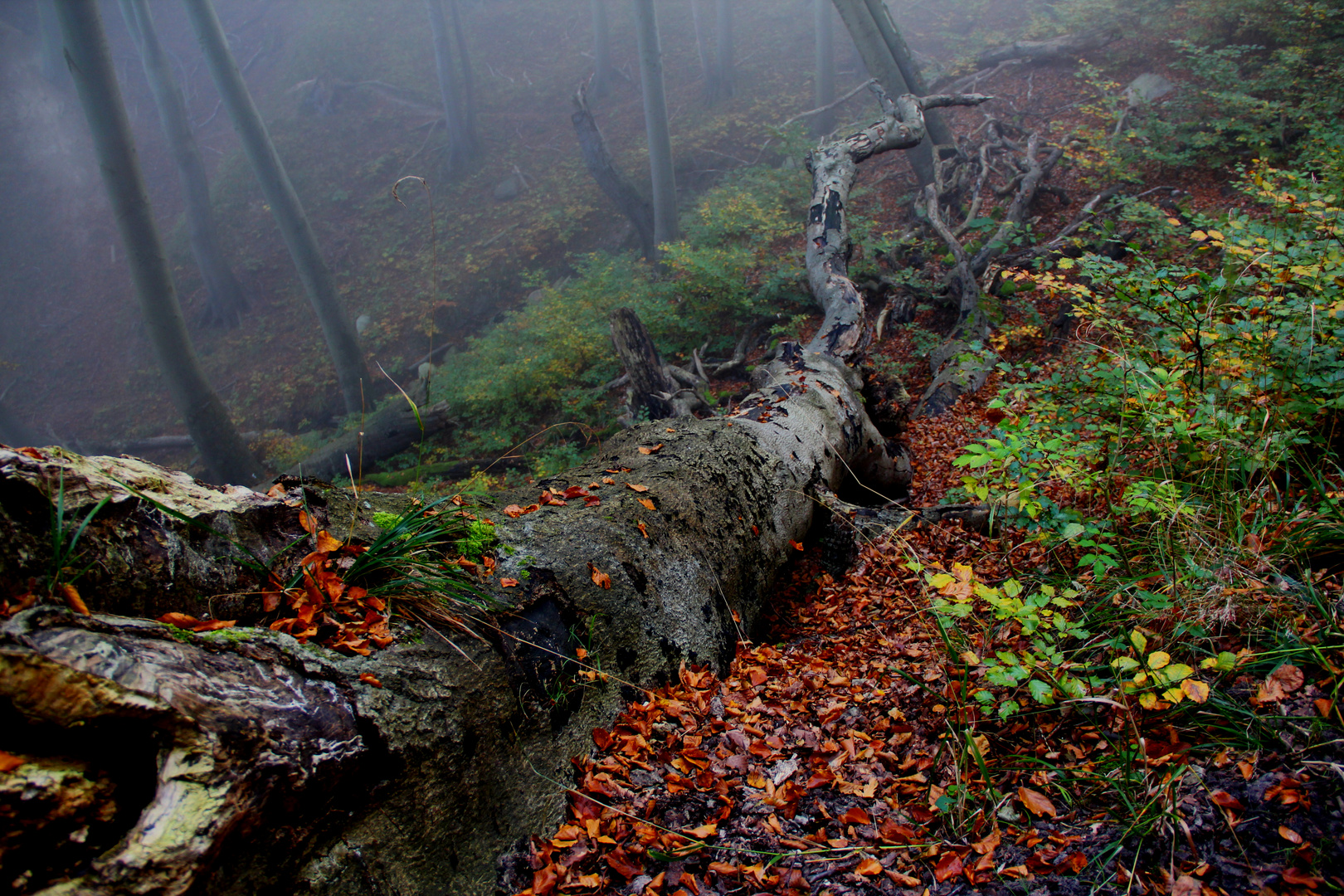 Kreislauf des Lebens