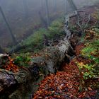 Kreislauf des Lebens