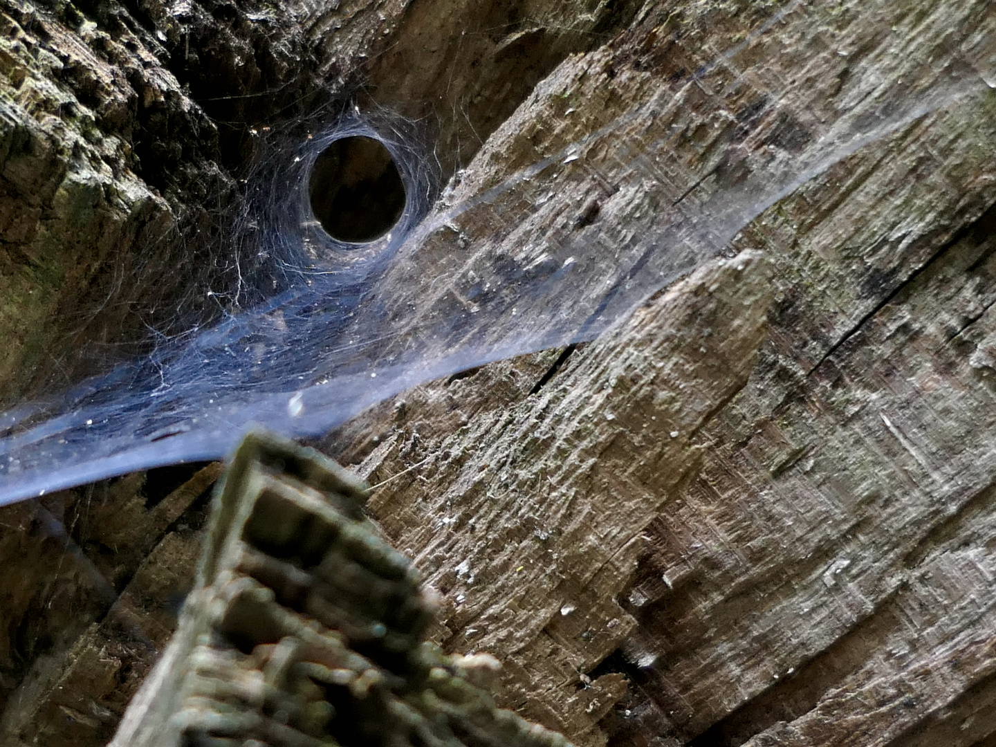 Kreisrund in der Natur