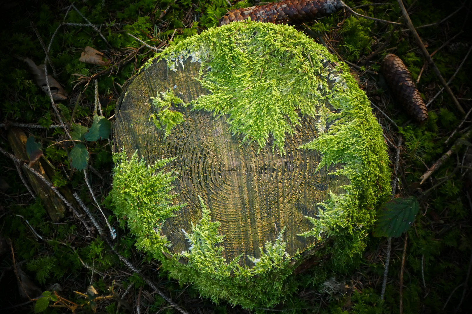 kreisrund, zugewandt