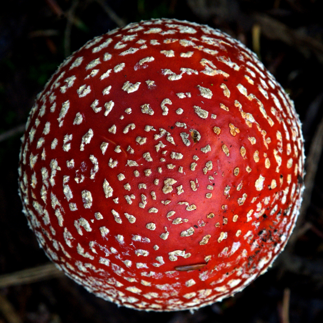 kreisrunder fliegenpilz