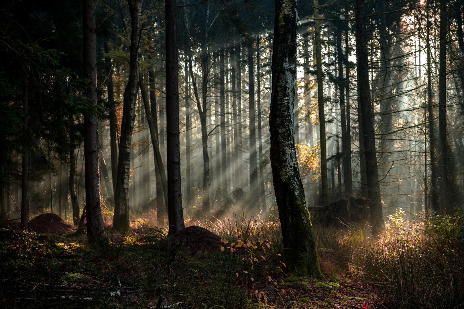 Kreistannen Heide