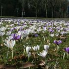 Kreisverkehr im Frühling